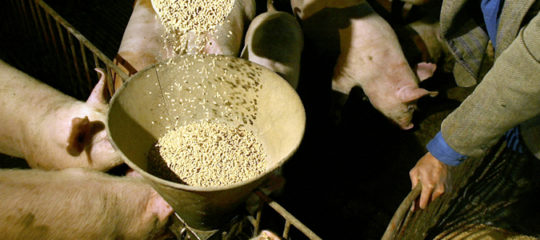 élevage de porcs