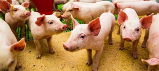 élevages de porcs