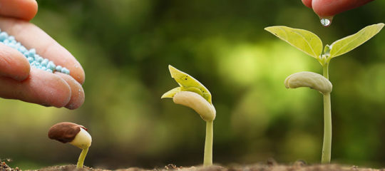 plantes