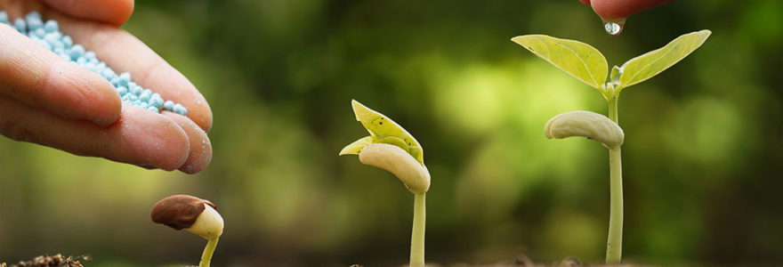 plantes