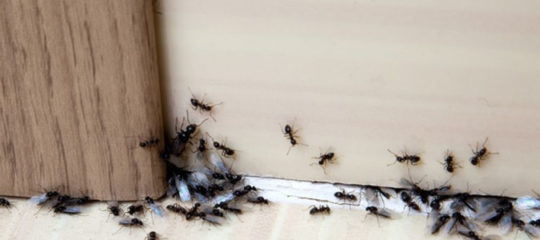 invasion de fourmis