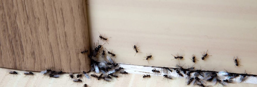 invasion de fourmis