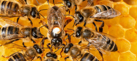 Apiculture